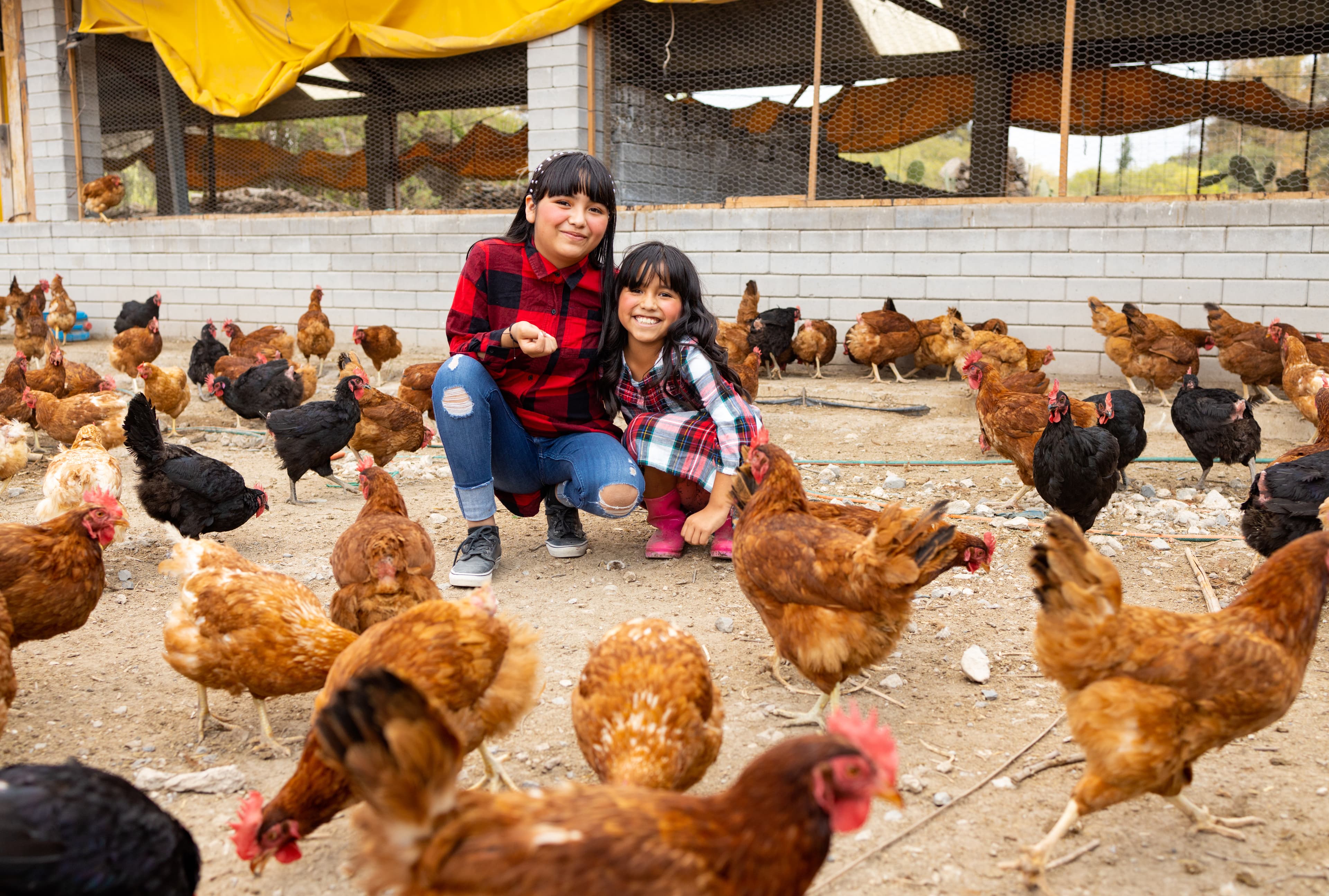 Two girls wearing flannel shirts are crouched on the ground posing for a picture at their family's chicken farm. They are surrounded by black and brown chickens.