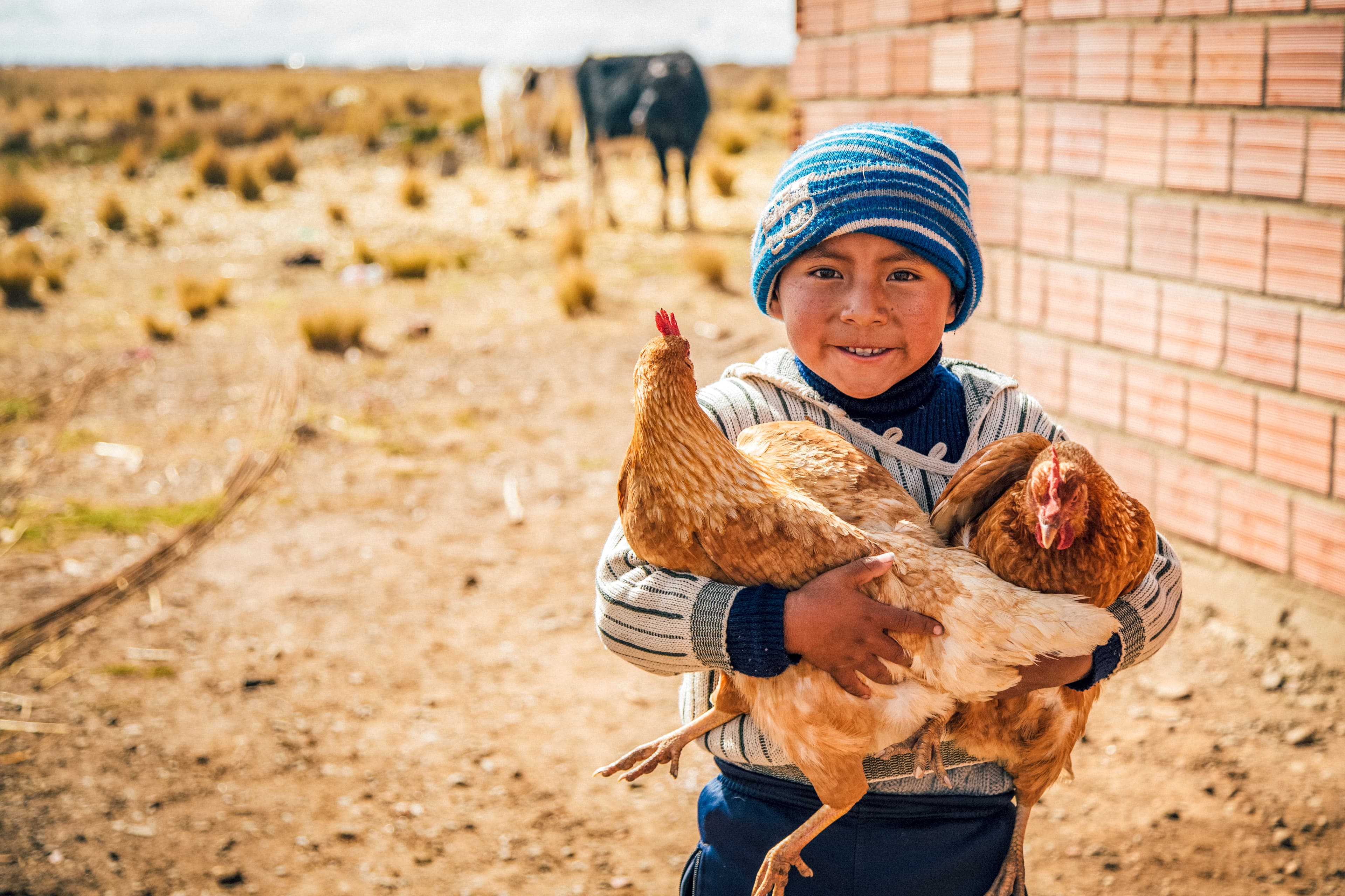 A boy in a blue hat holds two brown chickens in his arms. There is a brick wall and a cow in the background.