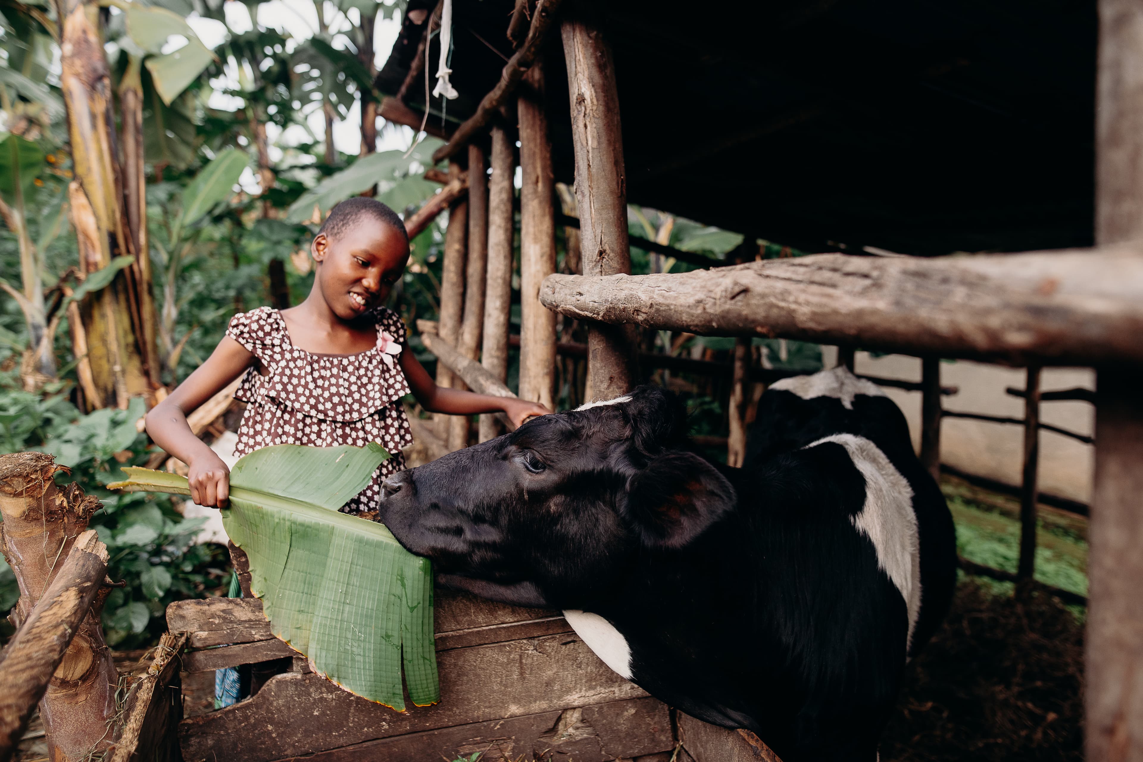 Girl in brown and white patterned shirt smiles while feeding a cow at an outdoor wooden structure.