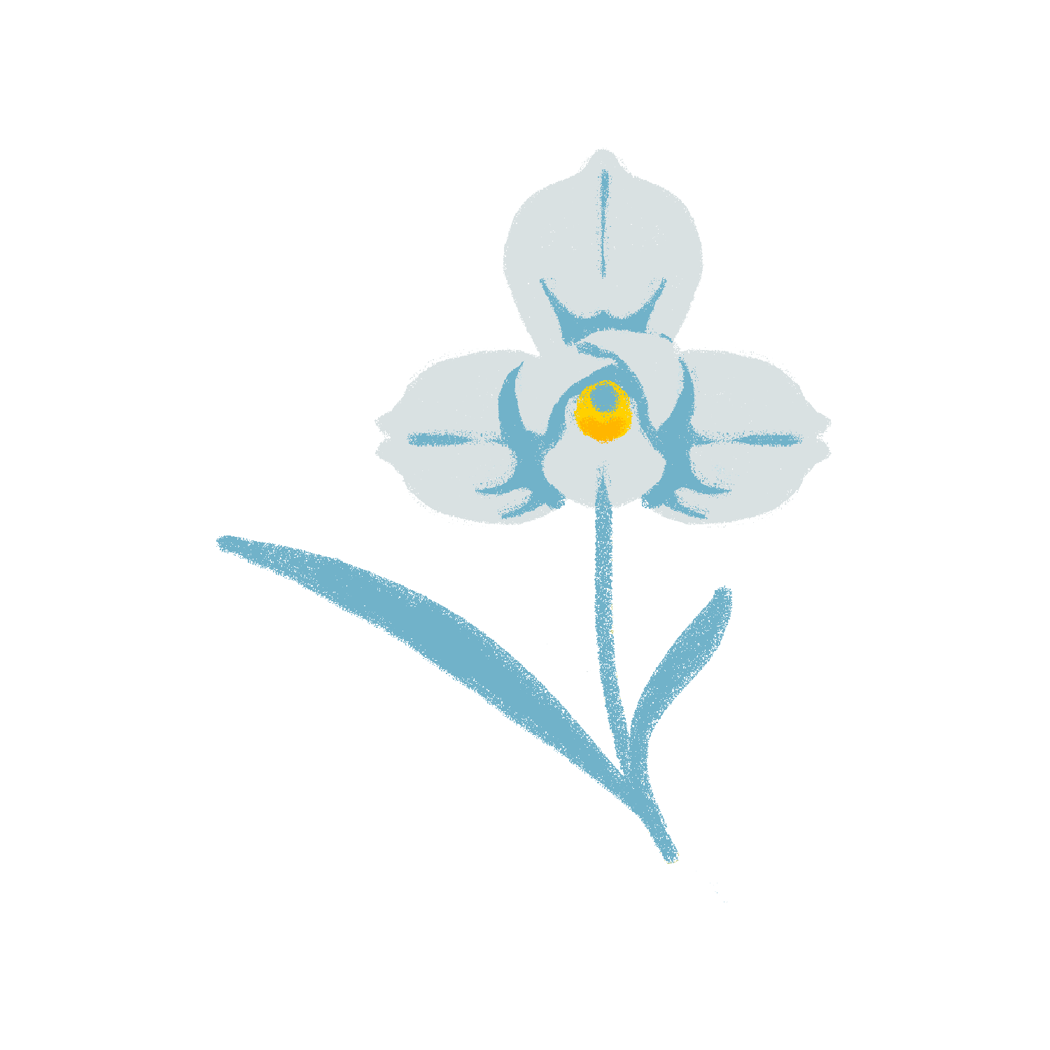 Monja Blanca (White Nun Orchid)