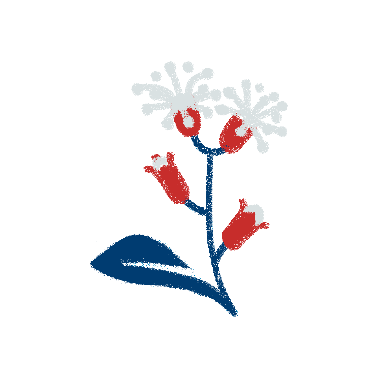 Clove Flower