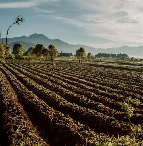 A plowed field