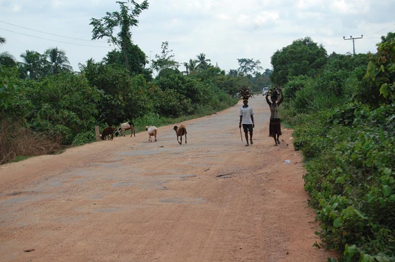 Ghana Women and Goats on a Road